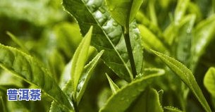 2019年老班章普洱茶饼357克价格多少？全网最全报价大揭秘！