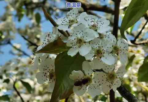 普洱茶梨花-普洱茶梨花雨