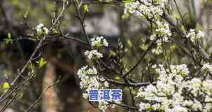 普洱茶梨花-普洱茶梨花雨