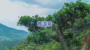 无量山普洱茶，探秘云南无量山：品味正宗普洱茶的韵味与故事