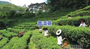 无量山普洱茶价格2016，最新报价：2016年无量山普洱茶市场价格分析