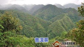 无量山文冒绿山普洱茶-无量山 普洱茶