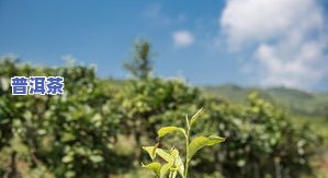 普洱茶古树茶雀-普洱 古茶树