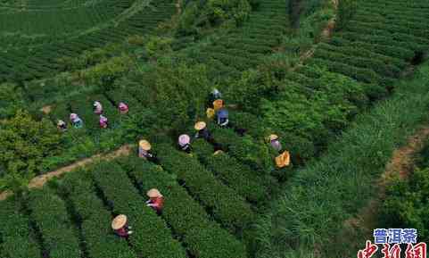 供血不足头晕喝普洱茶有关系吗-脑供血不足喝普洱茶好吗