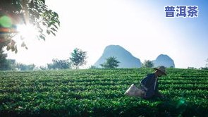 岢岚普洱茶-云南省普洱市岚生茶苑