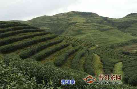 岢岚普洱茶-云南省普洱市岚生茶苑