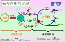 普洱茶咋喝法，探究普洱茶的正确饮用方法