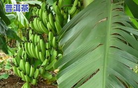 芭蕉林古树茶价格与特点全解析，多少钱一公斤？