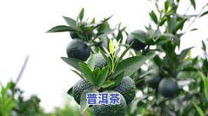 小青柑普洱茶：属于寒性还是温性？