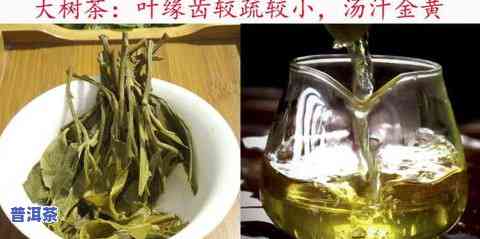 玉普洱茶业：冰岛魂普洱茶价格一览，品味普洱玉石的韵味