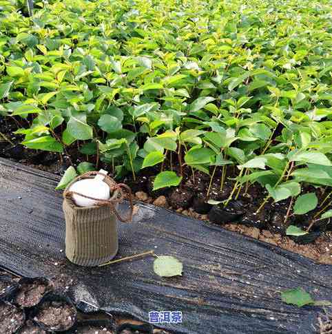 普洱茶12年值多少钱，探究普洱茶的陈化价值：12年的普洱茶能卖多少钱？