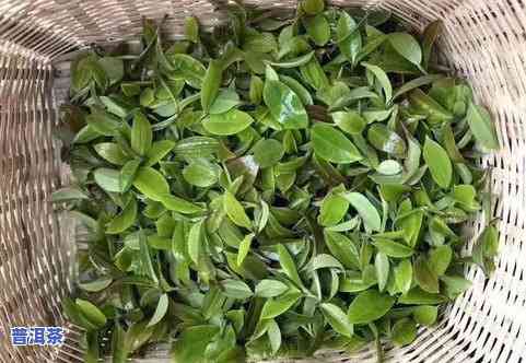 勐海纯料普洱茶价格-勐海纯料普洱茶价格表