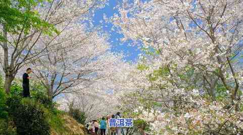 400块一斤的普洱，品味生活：探索价格不菲的普洱茶叶，每斤售价高达400元！