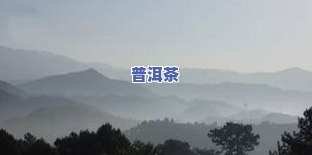 班章普洱茶：几个山头及价格全揭秘