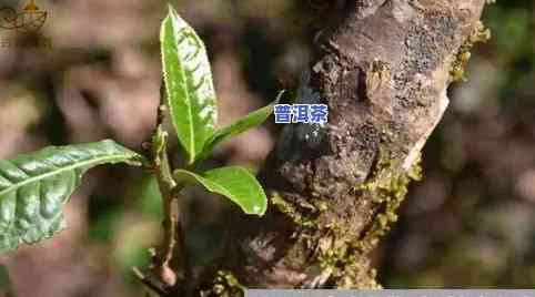 普洱茶种植和管理方法图片大全高清