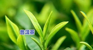 茗月普洱茶产地、价格与功效全揭秘：云南何处产出这款佳茗？