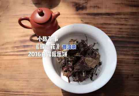 小寨子普洱茶价格表-小寨子普洱茶价格表及图片