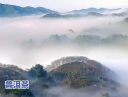 攸乐山普洱茶特点介绍-攸乐山普洱茶特点介绍图片