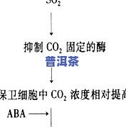 茶叶水能有效去除油脂吗？解析其原理与效果