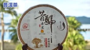 昔归普洱茶介绍，探秘昔日辉煌：深入解析昔归普洱茶的魅力与特性