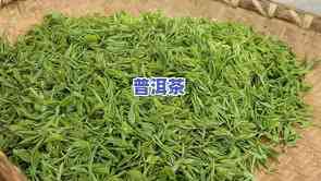 采一芽一叶的茶叶有-采一芽一叶的茶叶有()