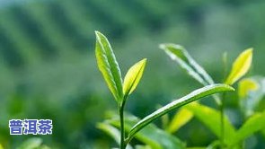 采一芽一叶的茶叶有-采一芽一叶的茶叶有()