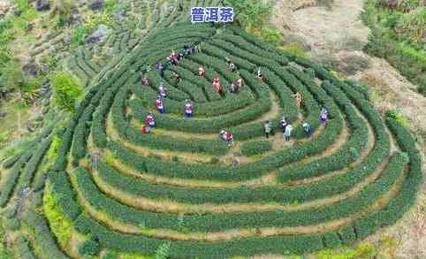 平西王府生态茶，探秘平西王府：生态茶园的美丽风光与优质茶叶