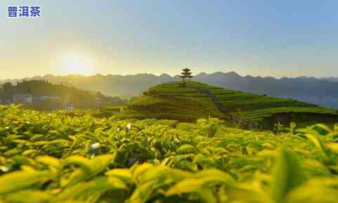 平西王府生态茶，探秘平西王府：生态茶园的美丽风光与优质茶叶