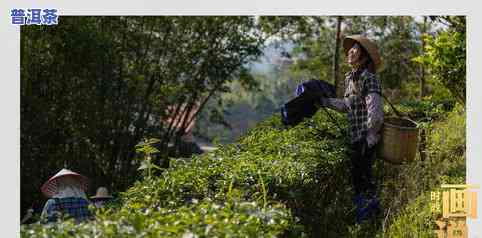 一山一茶一味道一春一秋一人生，四季流转，人生百态：品味一山一茶的韵味