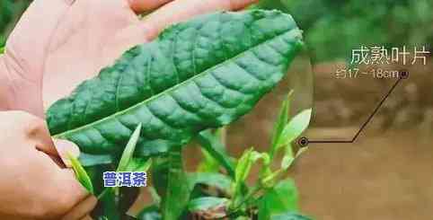 普洱茶大叶子好还是小叶子，普洱茶：大叶种和小叶种，哪种更好？