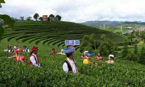 普洱茶美景-普洱茶美景早安问候图片