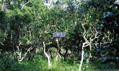 普洱熟茶味道特点，探秘普洱熟茶的美味：味道特点解析