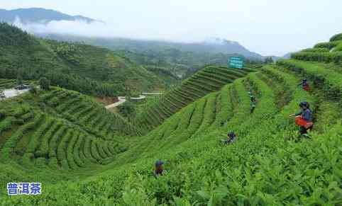 龙润茶老班章价格，探究龙润茶老班章的市场价格走势与品鉴心得