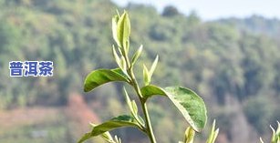 冰岛普洱茶08年多少钱一斤？价格表查询