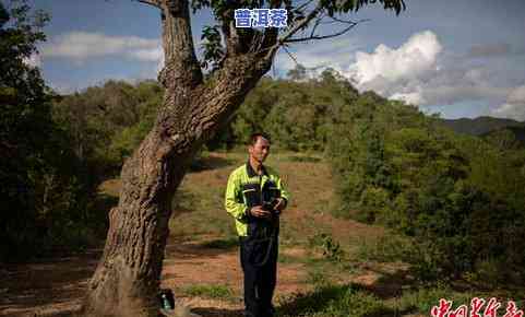 云南平河古树普洱茶特点-云南平河普洱茶的特点