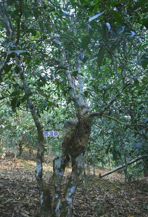 云南平河古树普洱茶特点-云南平河普洱茶的特点