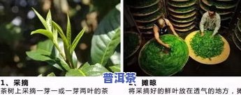 普洱茶的其他名字，探索普洱茶的别名：了解这种独特茶叶的多个名称