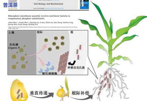 普洱松针茶的功效与作用，探秘普洱松针茶：揭示其神奇功效与作用