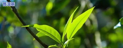 最新崖柏普洱茶价格表，一网打尽所有品种的价格信息