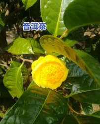 六堡金花茶多少钱一斤，探究六堡金花茶价格：每斤多少钱？