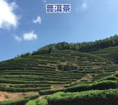 小冰岛：指特定地区的茶园及其茶树品种