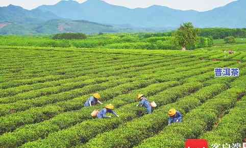 海南茶叶有哪些，探秘海南茶叶：揭秘当地知名