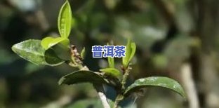 曼松普洱茶特点-曼松普洱茶特点口感