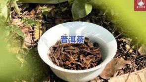 寻找：哪里能买到二十年龄的普洱茶树苗？