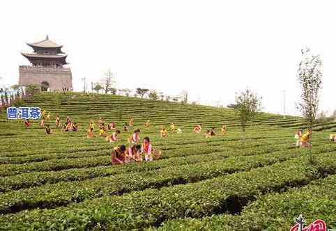 普洱茶山，探索茶叶文化：品鉴普洱茶山的独特魅力