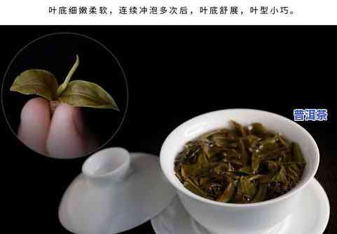 云南冰岛乔木普洱茶生茶-冰岛乔木普洱茶价格