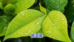 冰岛普洱茶价钱：探索传奇品种的价格与价值