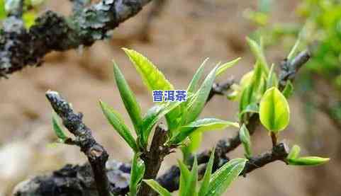 老班章普洱茶饼价格全解析：一饼、一个多少钱？