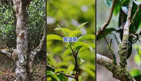 班章古树茶：产地、口感与价格全解析