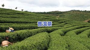 泉州哪里能买到正宗的茶叶，寻找正宗茶叶？泉州这些地方值得你去！